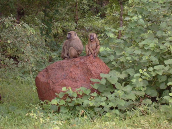 A Family of Baboons